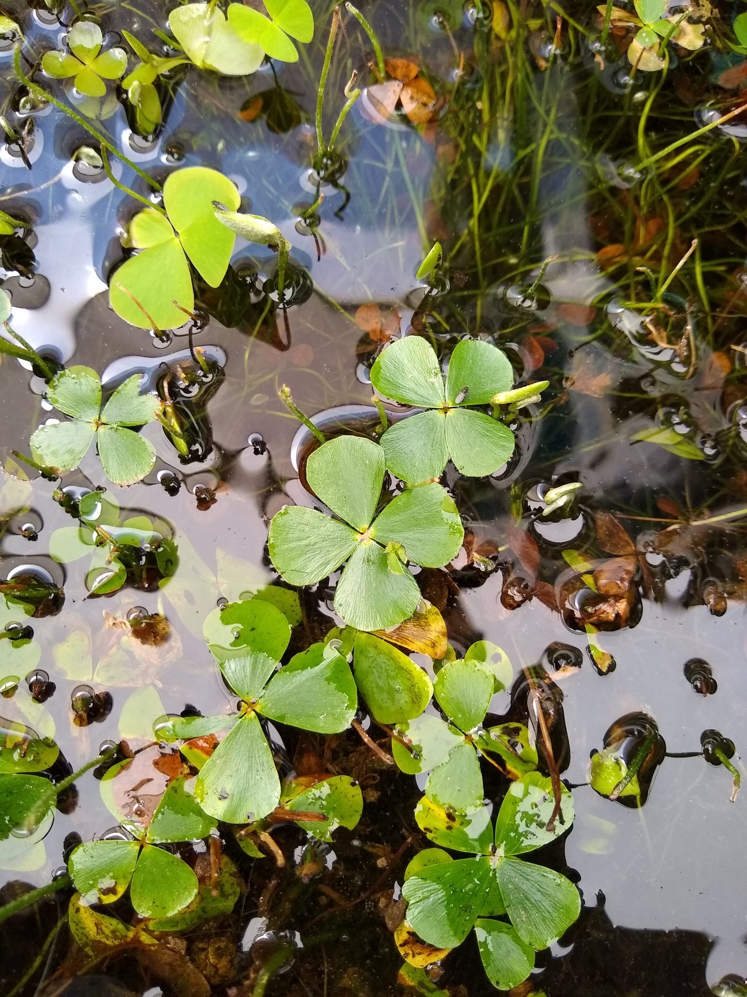 Marsilea mollis